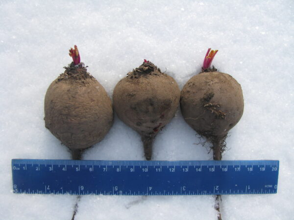 Beta vulgaris subsp. vulgaris 'Conditiva' - Beetroot, Beets, Table Beet, Garden Beet, Red Beet, Dinner Beet, Golden Beet - Image 2