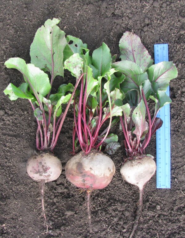 Beta vulgaris subsp. vulgaris 'Conditiva' - Beetroot, Beets, Table Beet, Garden Beet, Red Beet, Dinner Beet, Golden Beet - Image 3