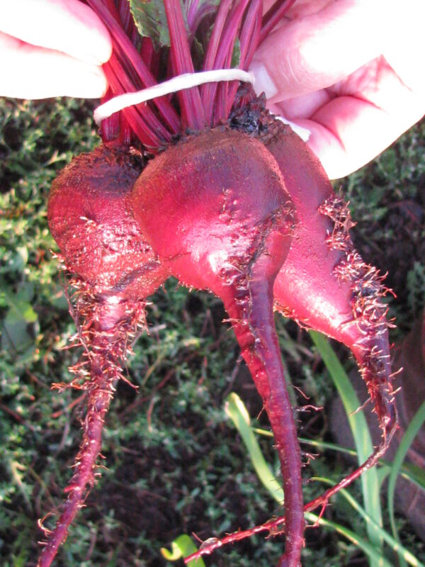Beta vulgaris subsp. vulgaris 'Conditiva' - Beetroot, Beets, Table Beet, Garden Beet, Red Beet, Dinner Beet, Golden Beet - Image 4