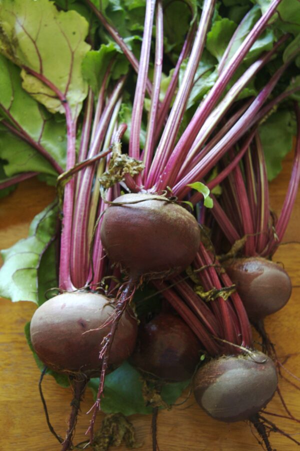Beta vulgaris subsp. vulgaris 'Conditiva' - Beetroot, Beets, Table Beet, Garden Beet, Red Beet, Dinner Beet, Golden Beet - Image 5