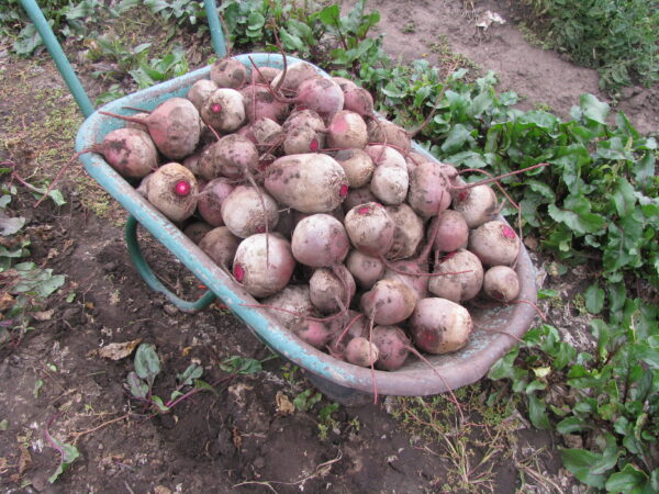 Beta vulgaris subsp. vulgaris 'Conditiva' - Beetroot, Beets, Table Beet, Garden Beet, Red Beet, Dinner Beet, Golden Beet - Image 6