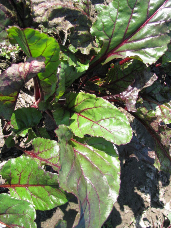Beta vulgaris subsp. vulgaris 'Conditiva' - Beetroot, Beets, Table Beet, Garden Beet, Red Beet, Dinner Beet, Golden Beet - Image 9