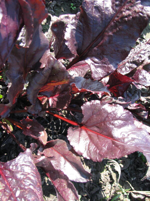 Beta vulgaris subsp. vulgaris 'Conditiva' - Beetroot, Beets, Table Beet, Garden Beet, Red Beet, Dinner Beet, Golden Beet - Image 10