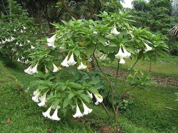 Brugmansia suaveolens var. white - Angel's Trumpet White