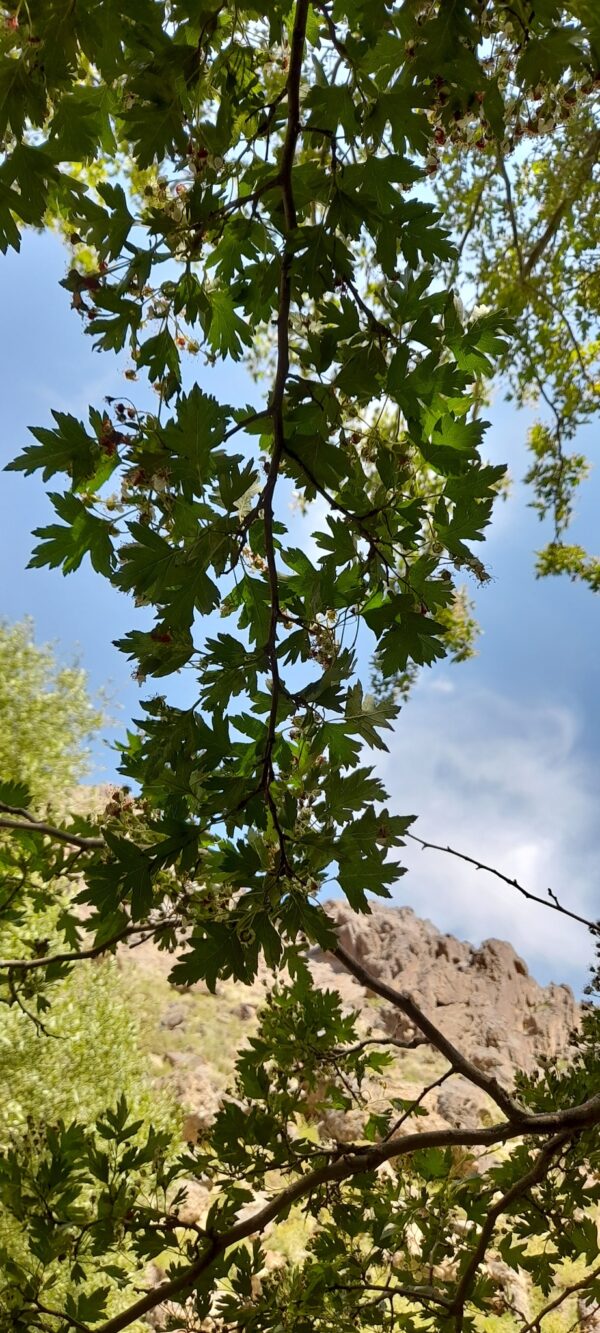 Crataegus songarica / Crataegus fischeri / Crataegus darvasica - Asian Hawthorn - Image 4
