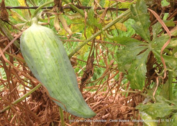 Cyclanthera pedata - Caigua - Image 2