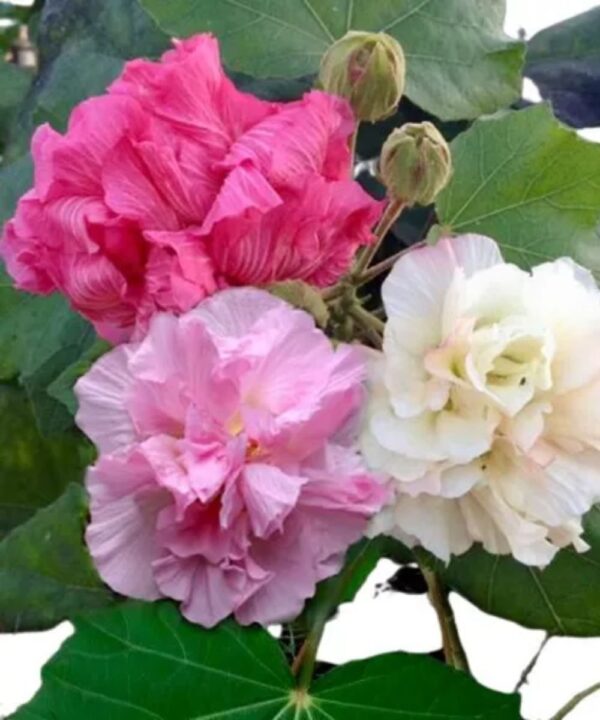 Hibiscus mutabilis - Changeable Rose, Chinese Rose, Confederate Rose, Cotton Rose