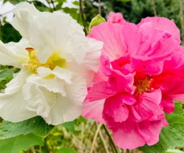Hibiscus mutabilis - Changeable Rose, Chinese Rose, Confederate Rose, Cotton Rose - Image 2