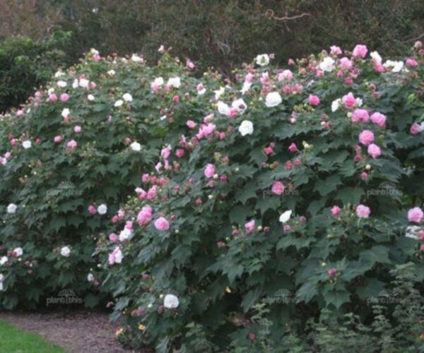 Hibiscus mutabilis - Changeable Rose, Chinese Rose, Confederate Rose, Cotton Rose - Image 3