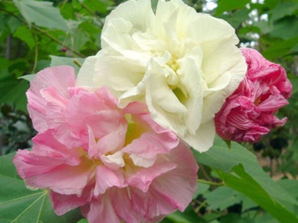 Hibiscus mutabilis - Changeable Rose, Chinese Rose, Confederate Rose, Cotton Rose - Image 4
