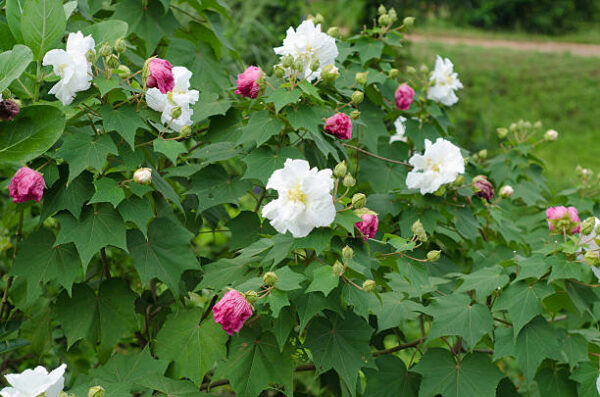 Hibiscus mutabilis - Changeable Rose, Chinese Rose, Confederate Rose, Cotton Rose - Image 5