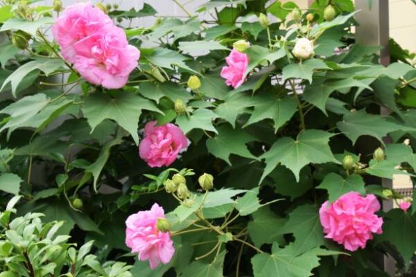 Hibiscus mutabilis - Changeable Rose, Chinese Rose, Confederate Rose, Cotton Rose - Image 6