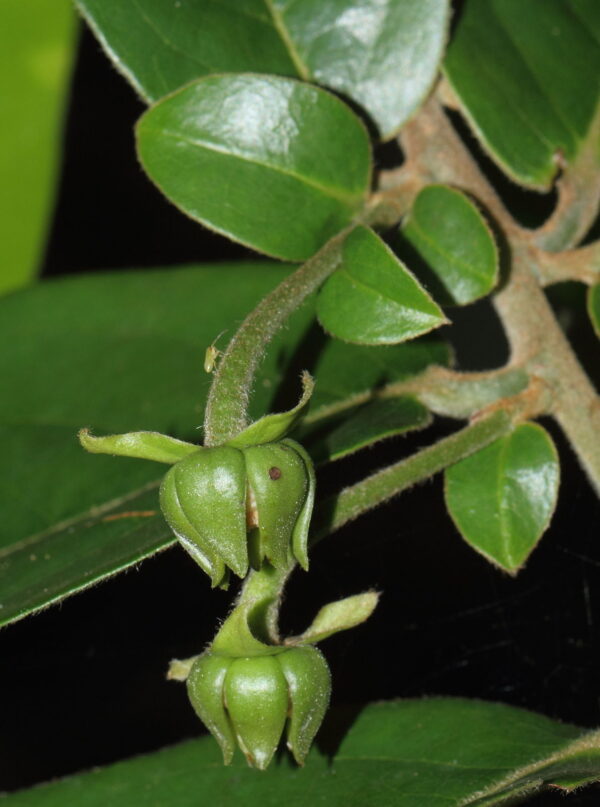 Huberantha cerasoides - Cherry Ashok, Cherry Ashok - Image 4
