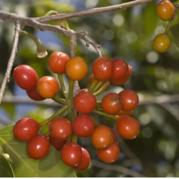 Huberantha cerasoides - Cherry Ashok, Cherry Ashok - Image 7