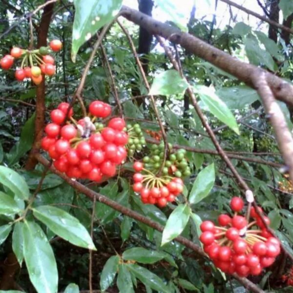 Huberantha cerasoides - Cherry Ashok, Cherry Ashok - Image 9