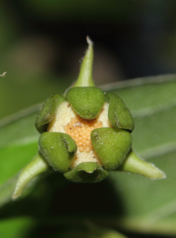 Huberantha cerasoides - Cherry Ashok, Cherry Ashok - Image 10