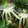 Passiflora capsularis - Vanilla Cream Passionflower Maracuja, Passion Fruit Vanilla, Passion Fruit Red