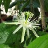 Passiflora capsularis - Vanilla Cream Passionflower Maracuja, Passion Fruit Vanilla, Passion Fruit Red - Image 4