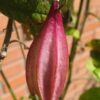 Passiflora capsularis - Vanilla Cream Passionflower Maracuja, Passion Fruit Vanilla, Passion Fruit Red - Image 7