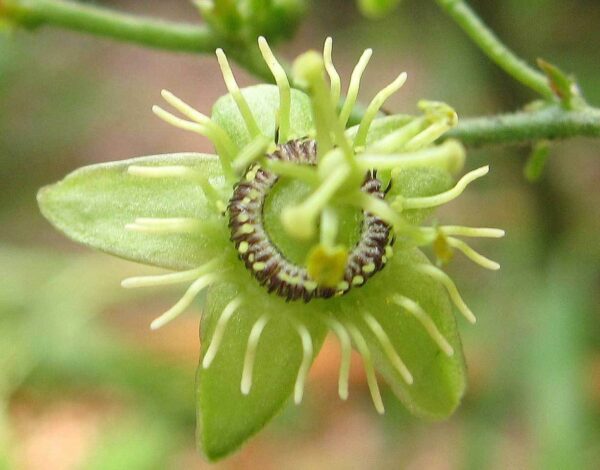 Passiflora suberosa / Passiflora pallida - Corky-stemmed Passion Flower, Passionflower Maracuja - Image 8