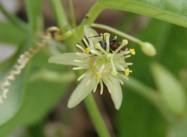 Passiflora suberosa / Passiflora pallida - Corky-stemmed Passion Flower, Passionflower Maracuja - Image 9