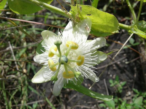 Passiflora subpeltata / Passiflora alba / Passiflora atomaria - Granadina,  White Passionflower - Image 3