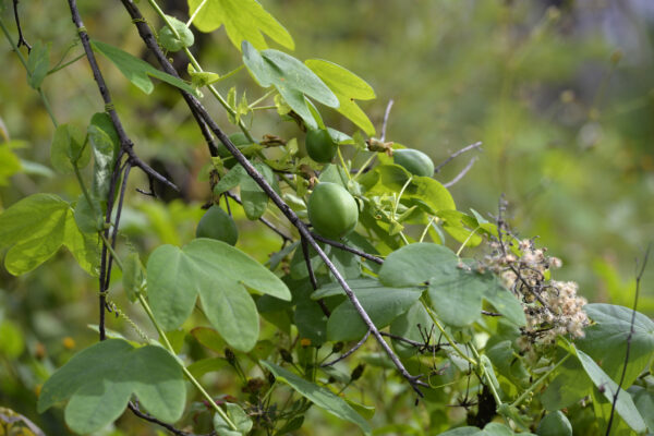Passiflora subpeltata / Passiflora alba / Passiflora atomaria - Granadina,  White Passionflower - Image 5