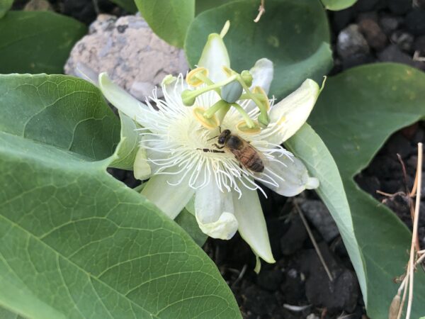Passiflora subpeltata / Passiflora alba / Passiflora atomaria - Granadina,  White Passionflower - Image 6