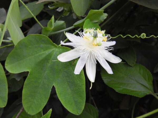 Passiflora subpeltata / Passiflora alba / Passiflora atomaria - Granadina,  White Passionflower - Image 8