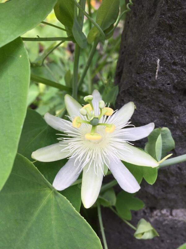 Passiflora subpeltata / Passiflora alba / Passiflora atomaria - Granadina,  White Passionflower - Image 9