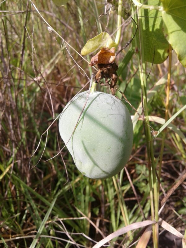 Passiflora subpeltata / Passiflora alba / Passiflora atomaria - Granadina,  White Passionflower - Image 10
