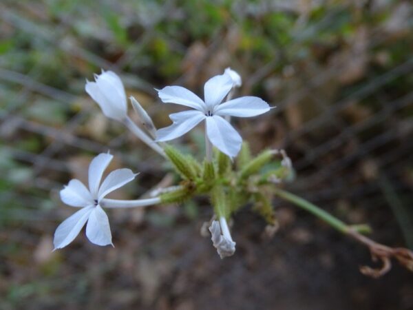 Plumbago zeylanica / Plumbago scandens - Ceylon Leadwort, Doctorbush, Wild Leadwort - Image 2