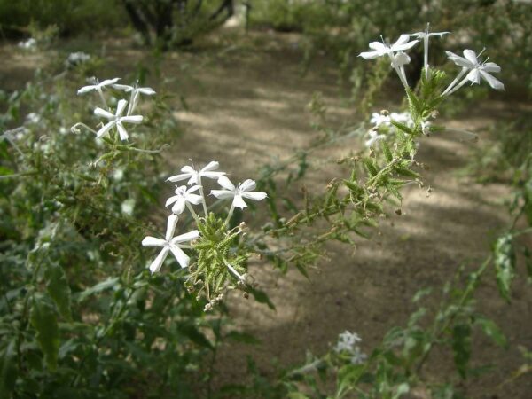 Plumbago zeylanica / Plumbago scandens - Ceylon Leadwort, Doctorbush, Wild Leadwort - Image 3