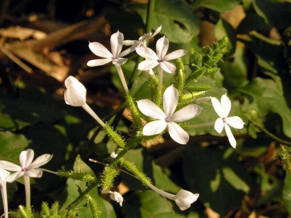 Plumbago zeylanica / Plumbago scandens - Ceylon Leadwort, Doctorbush, Wild Leadwort - Image 5