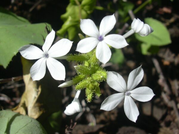Plumbago zeylanica / Plumbago scandens - Ceylon Leadwort, Doctorbush, Wild Leadwort - Image 6