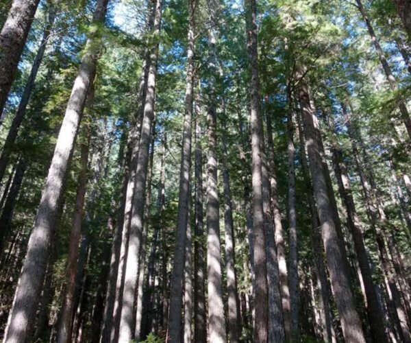 Pseudotsuga menziesii - Oregon pine, Oregon spruce