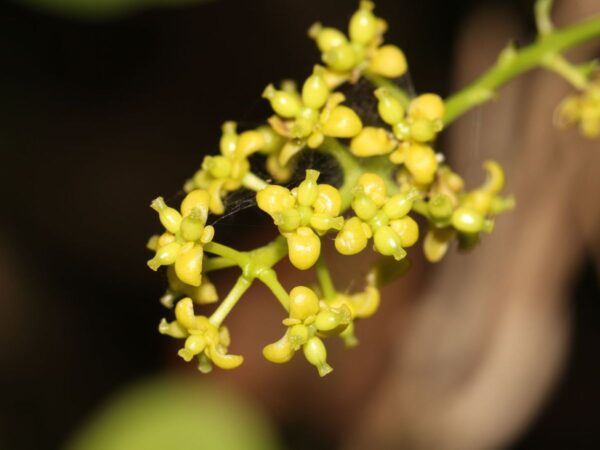Tinospora cordifolia - gurjo, heart-leaved moonseed, guduchi, giloy - Image 2