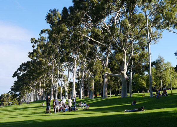 Eucalyptus citriodora / Corymbia citriodora - Lemon-scented Gum, Spotted Gum, Eucalipto Goma Dourada, Dwarf Golden Gum, Dwarf