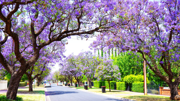 Jacaranda mimosifolia /Jacaranda acutifolia - Jacaranda, Blue Jacaranda, Black Poui, Nupur - Image 8