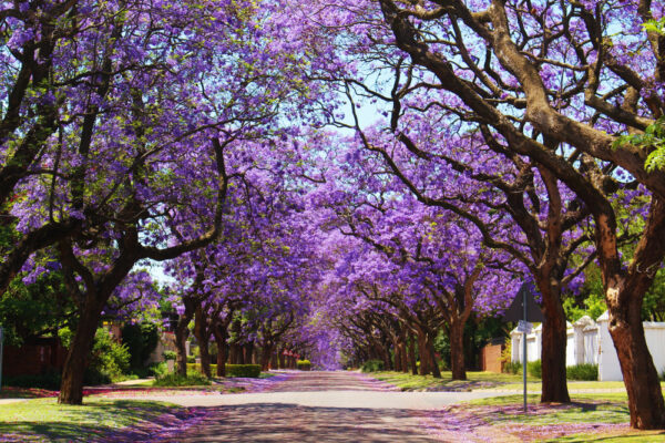 Jacaranda mimosifolia /Jacaranda acutifolia - Jacaranda, Blue Jacaranda, Black Poui, Nupur - Image 9