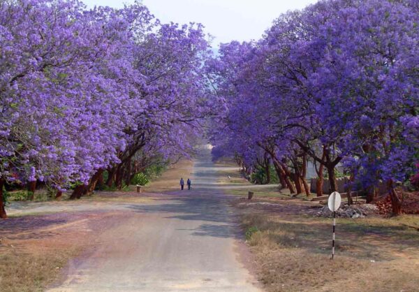 Jacaranda mimosifolia /Jacaranda acutifolia - Jacaranda, Blue Jacaranda, Black Poui, Nupur - Image 10