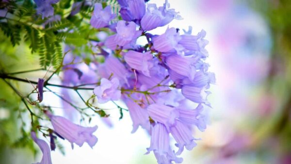 Jacaranda mimosifolia /Jacaranda acutifolia - Jacaranda, Blue Jacaranda, Black Poui, Nupur - Image 11