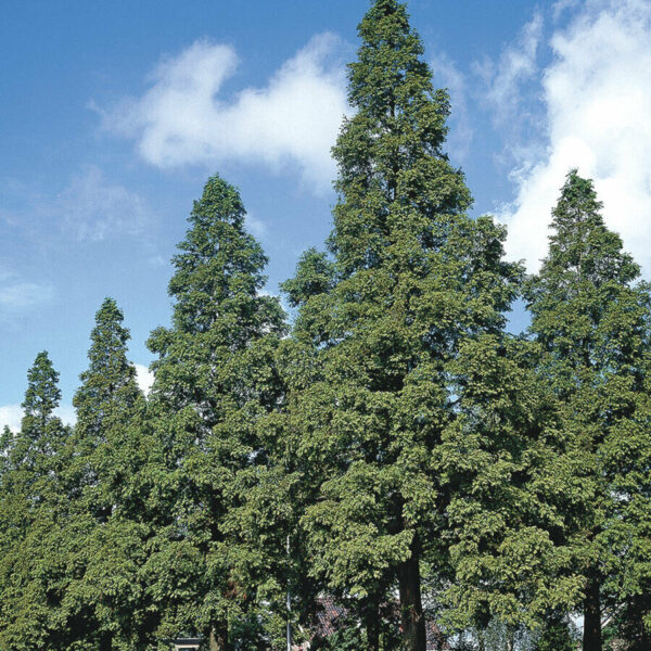 Metasequoia glyptostroboides - Dawn Redwood - Image 6