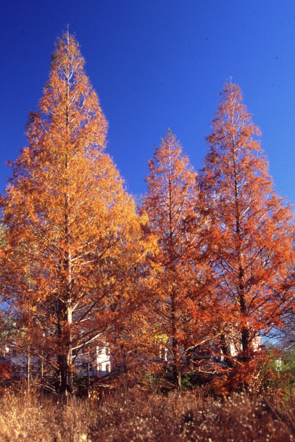 Metasequoia glyptostroboides - Dawn Redwood - Image 8