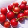 Muntingia calabura / Muntingia rosea - Cotton Candy Berry, Calabur Tree, Capulin, Festival Berry, Jamaica Cherry, Panama Berry - Image 3