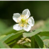 Muntingia calabura / Muntingia rosea - Cotton Candy Berry, Calabur Tree, Capulin, Festival Berry, Jamaica Cherry, Panama Berry - Image 4