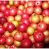 Muntingia calabura / Muntingia rosea - Cotton Candy Berry, Calabur Tree, Capulin, Festival Berry, Jamaica Cherry, Panama Berry - Image 5
