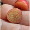Muntingia calabura / Muntingia rosea - Cotton Candy Berry, Calabur Tree, Capulin, Festival Berry, Jamaica Cherry, Panama Berry - Image 6