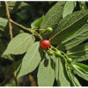 Muntingia calabura / Muntingia rosea - Cotton Candy Berry, Calabur Tree, Capulin, Festival Berry, Jamaica Cherry, Panama Berry - Image 7