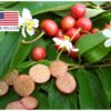 Muntingia calabura / Muntingia rosea - Cotton Candy Berry, Calabur Tree, Capulin, Festival Berry, Jamaica Cherry, Panama Berry - Image 8